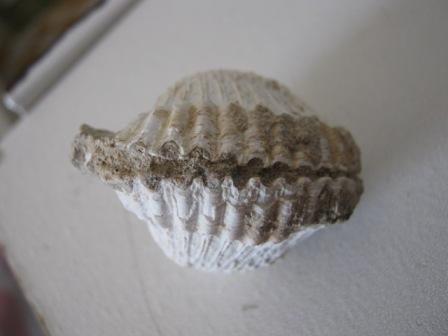 Acanthocardia ....?